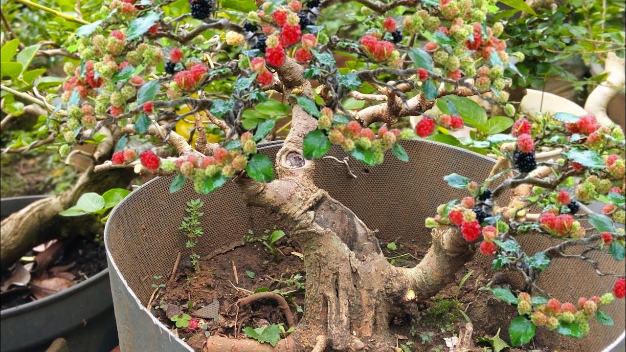 Dari tanaman buah sederhana setelah di program jadi bonsai mempesona