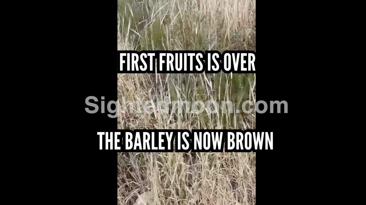 March 15 2026 The Barley is Shattering
