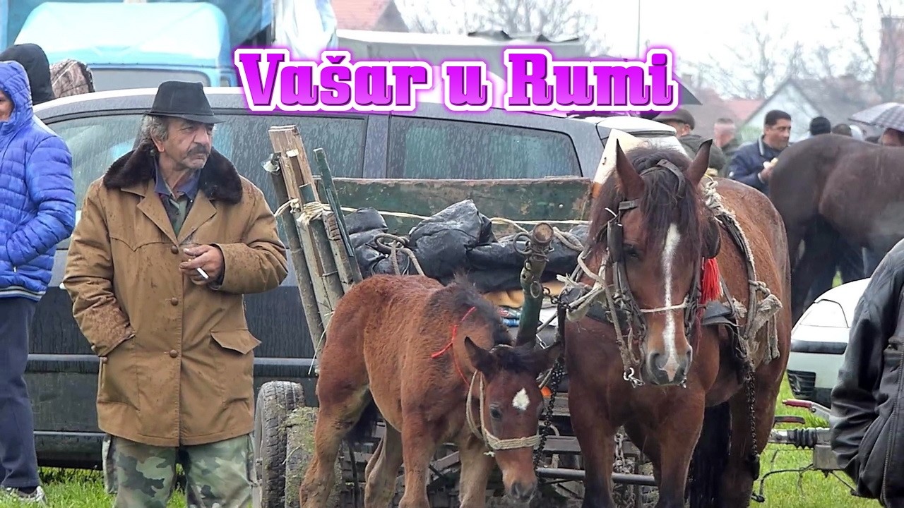 Rumski vašar  🦄 ponuda stoke na vašaru u Rumi