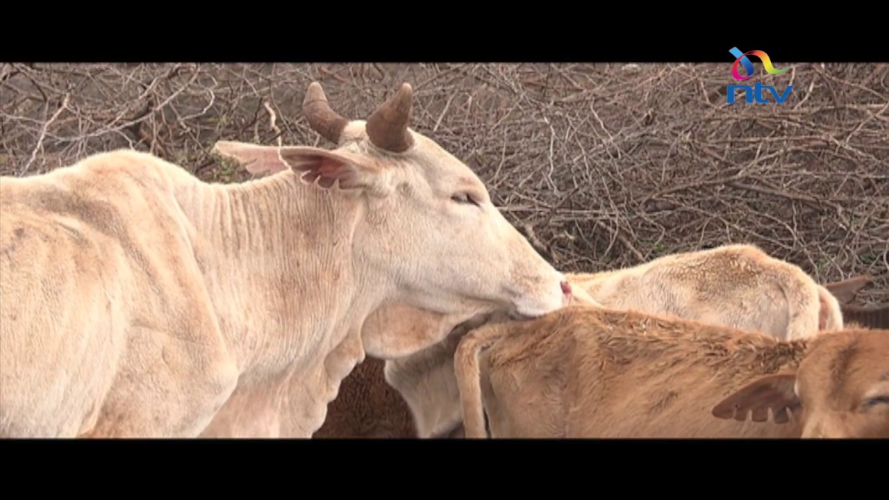 Oloitokitok herders slam auction of their animals by Tanzania government