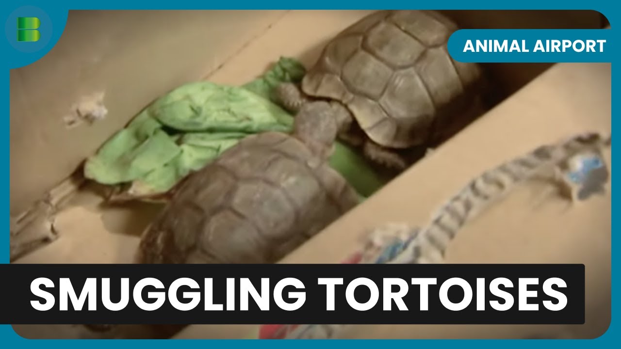 Tortoise Smuggling - Animal Airport - S01 EP03 - Animal Documentary