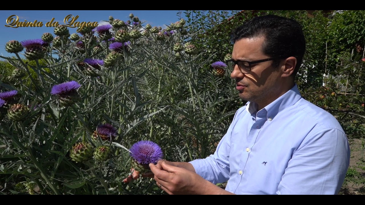 Colheita e preparação da flor de cardo
