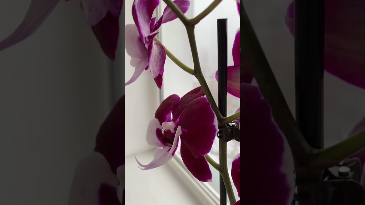 💙💛SANTA Big Lip🎄Merry Christmas #orchid #phalaenopsis #santa #орхідеї #ukraine #kyiv #christmas