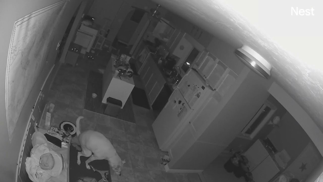 Dog couldn't hold it in anymore