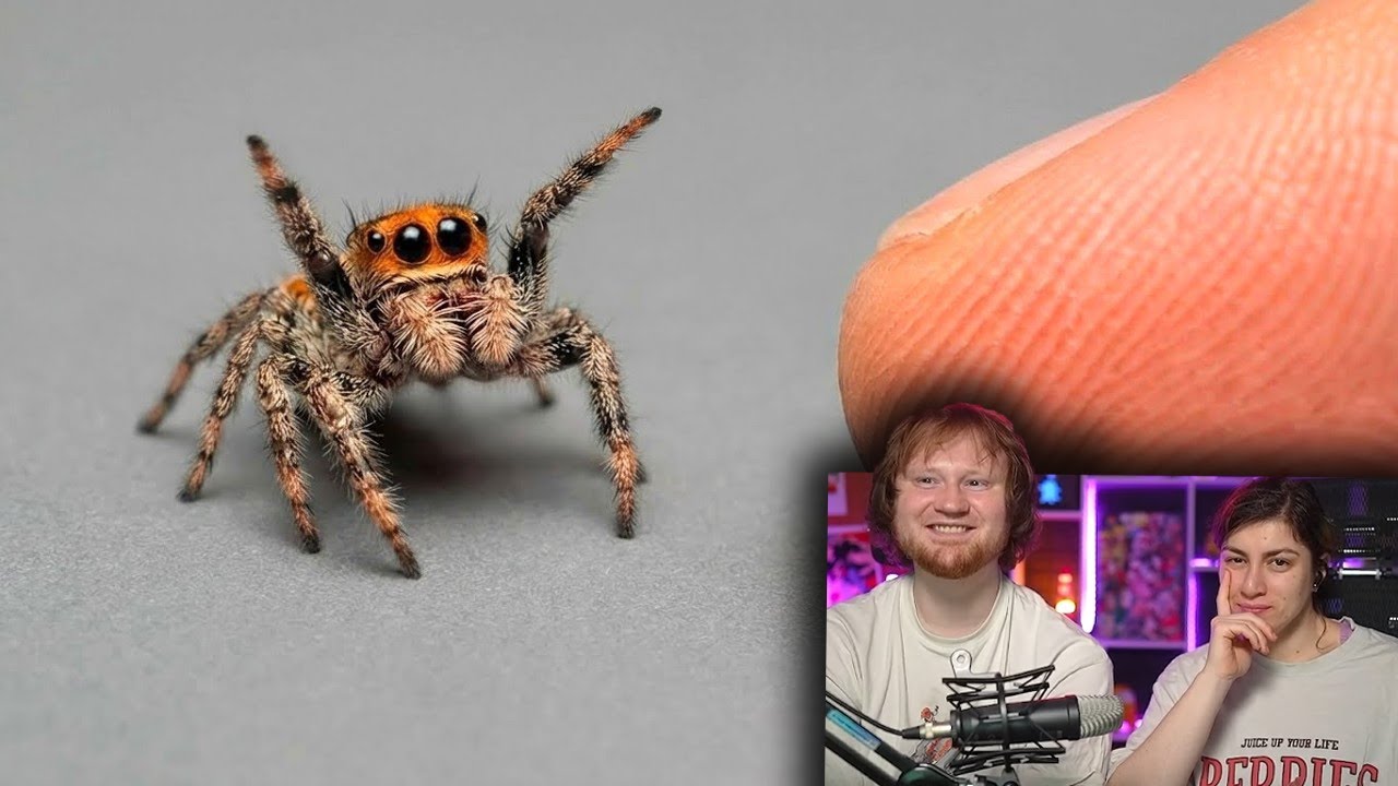Я ПОДРУЖИЛСЯ С САМЫМ УМНЫМ ПАУКОМ В МИРЕ | РЕАКЦИЯ на SlivkiShow