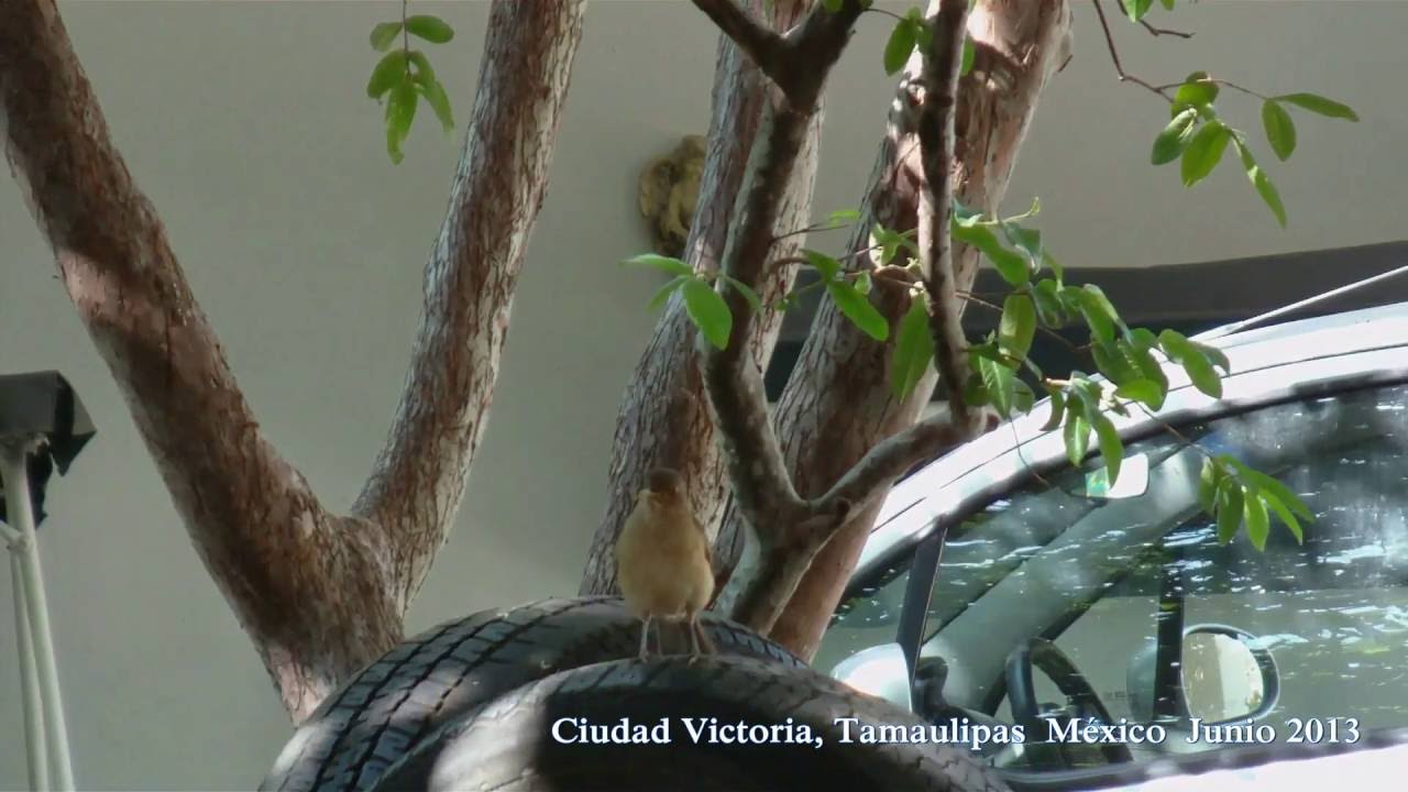Pájaro Primavera o Cascá o Mirlo Pardo o Yigüirro (Turdus grayi)