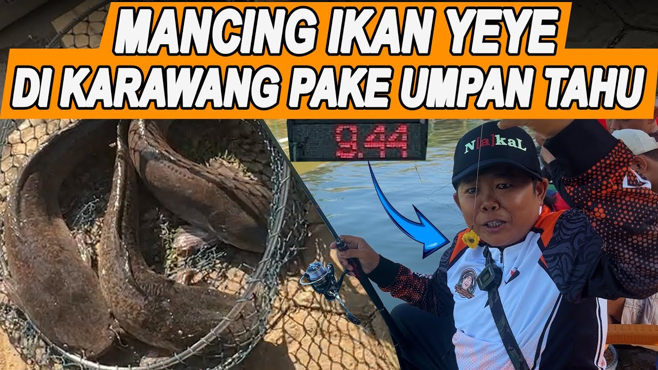 JANGAN DITIRU !!! TETANGGA AMPE HERAN LIAT KELAKUAN ADUL GEMILANG, PAKE UMPAN TAHU MALAH NARIK INDUK