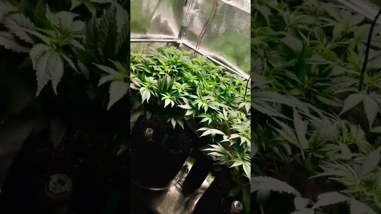 shiskaberry aka 