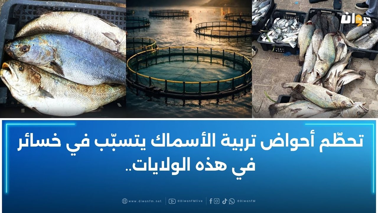 فؤاد النقبي: قطاع تربية الأسماك هامشي في تونس والخواص يتكبدون خسائر كبيرة
