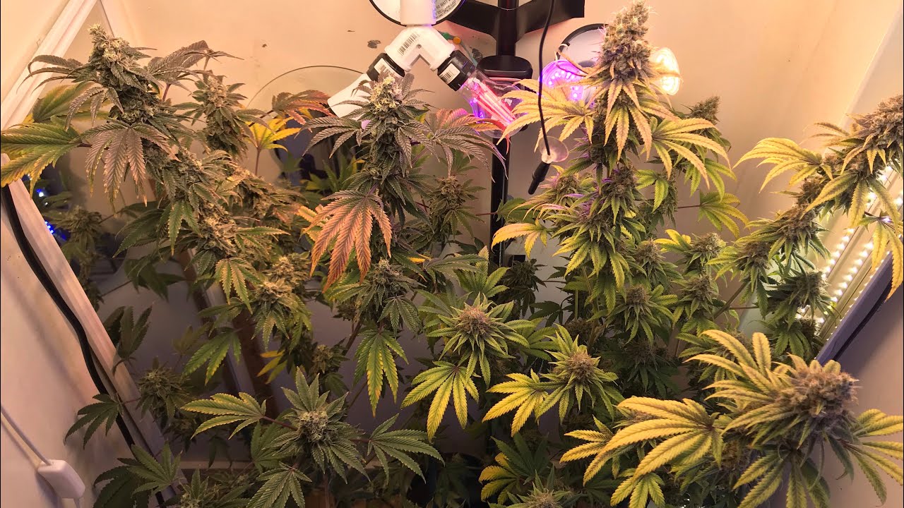 Michigan organic indoor Closet cannabis grow week 8 of flower stage