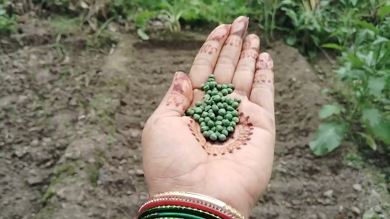 गेहूं की खेती और सब्जियां बोने की तैयारी😇😇 #farming #vegetables #gardening #likeandsubscribe #love 