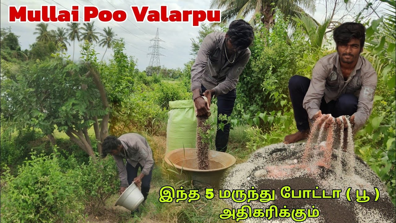 இந்த 5 வகையான மருந்து போட்டு பாருங்க முல்லைப் பூ அதிகரிக்கும்😲🤔/ Mullai Poo Valarpu / Vp Puvi Vlogs