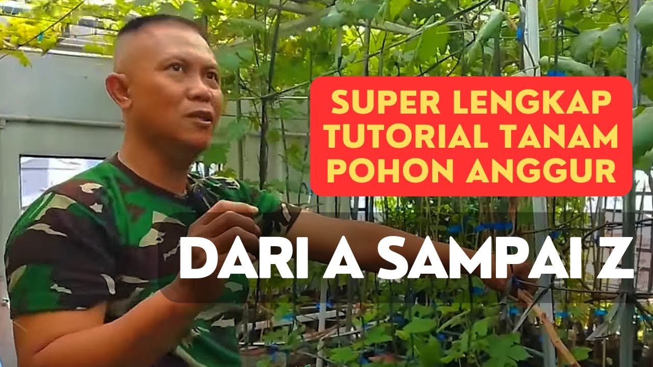 Panduan Super Lengkap Menanam Anggur Cepat Berbuah Di Rumah