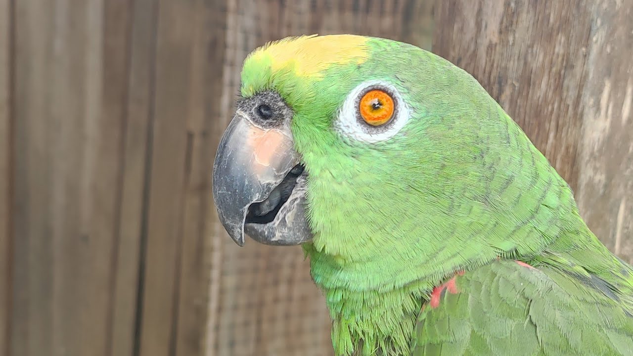 cuántos loros vez 😱🦜