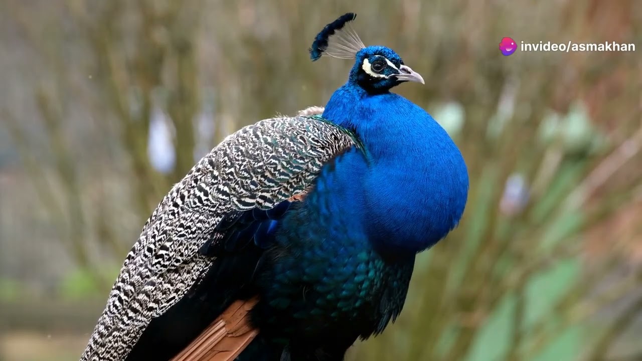 The Monal bird :A beauty of wild#mental well being