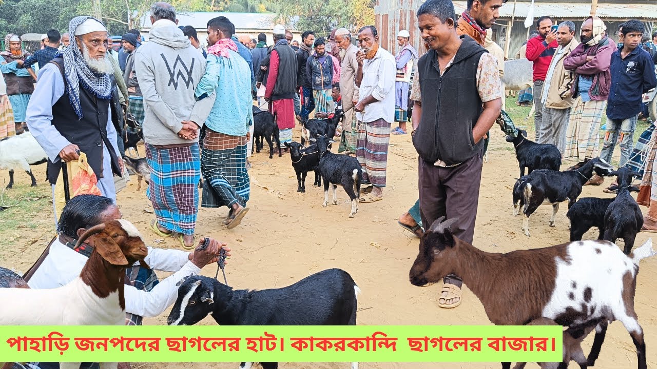 পাহাড়ি জনপদের উন্নত এবং সুলভ মূল্যের ছাগলের হাট। কাকরকান্দি ছাগলের বাজার ২০২৪