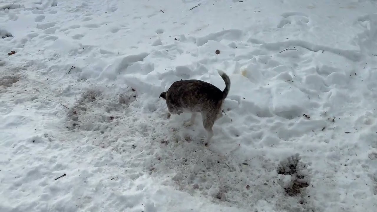 Milo & Turbo