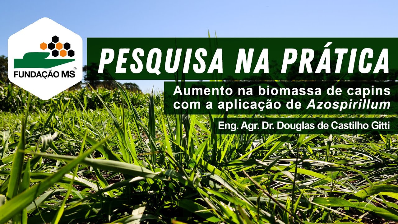 Aumento na biomassa de capins com a aplicação de 𝘈𝘻𝘰𝘴𝘱𝘪𝘳𝘪𝘭𝘭𝘶𝘮