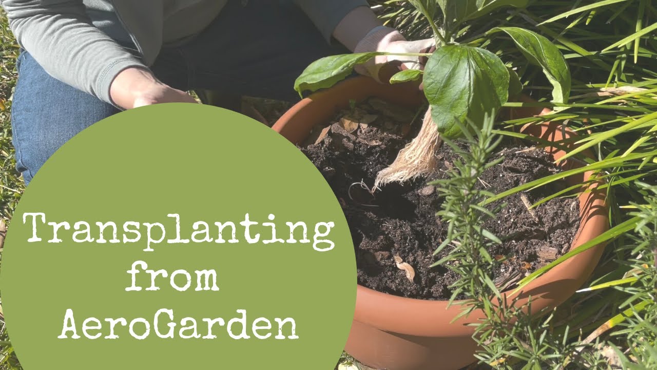 Transplanting from AeroGarden to Outdoor Garden