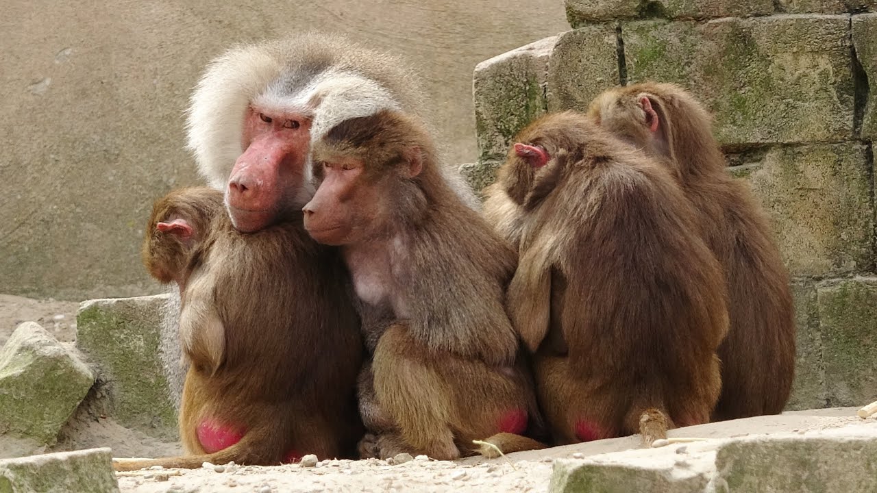 Mantelbaviaan Wildlands Adventure Zoo Emmen 2024