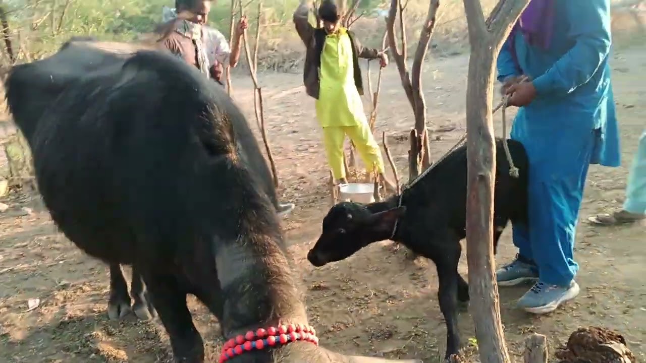 #top #baani  #baffalo #viral #viralvideo #animals 