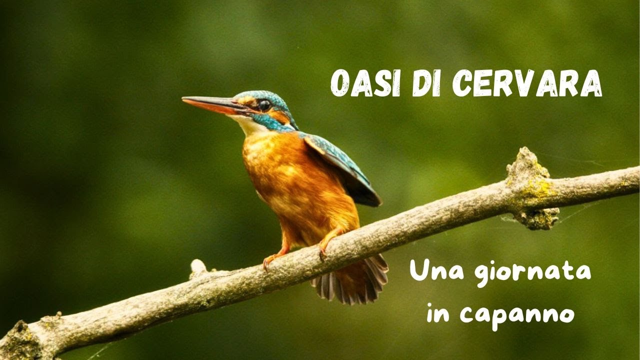 Una giornata in capanno all'Oasi di Cervara! | Quinto di Treviso (TV) | Documentary