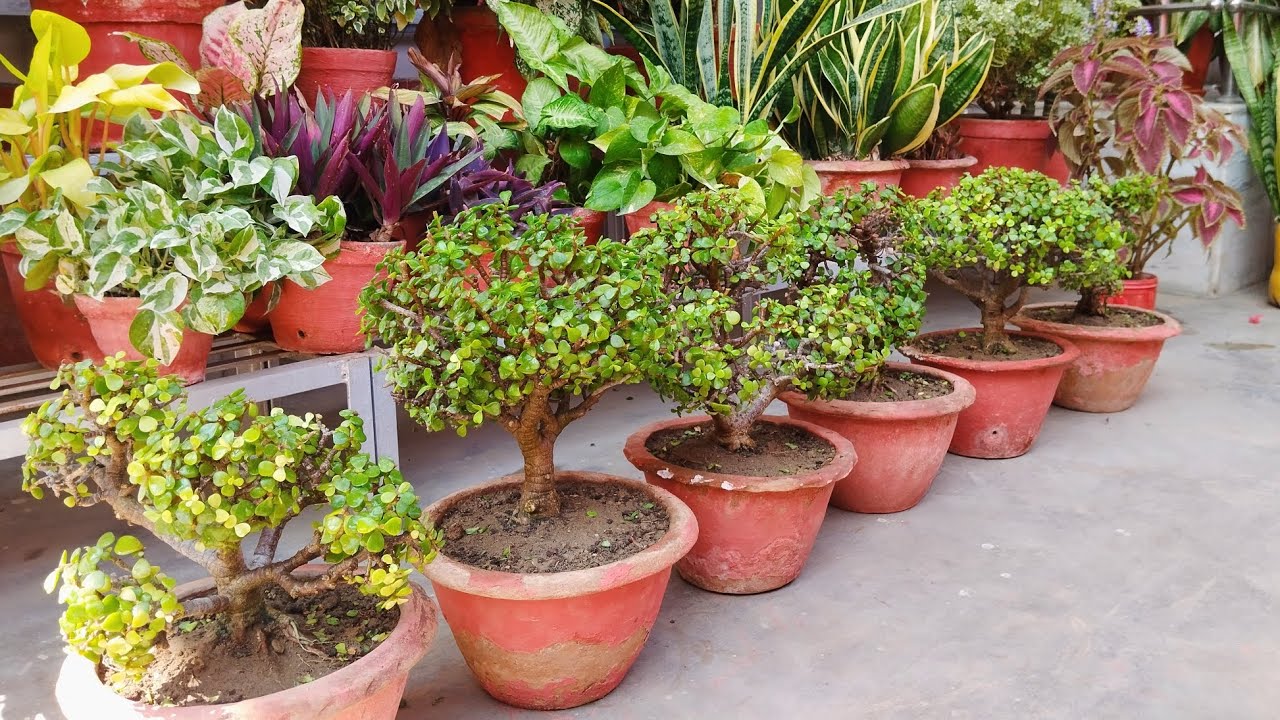 Jade Topiary,Bonsai repotting.