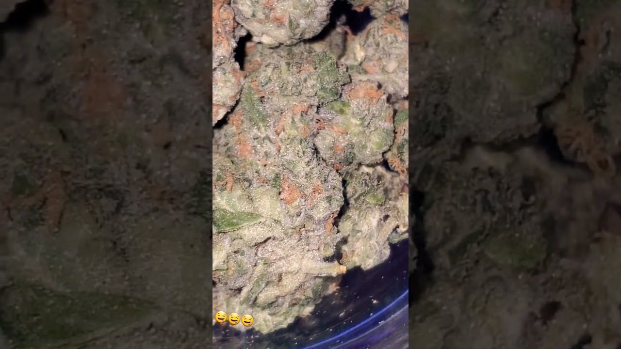 Blueberry Dream - Big Bag O' Buds #trending #canada #viralvideo #shorts #youtubeshorts #farming #100