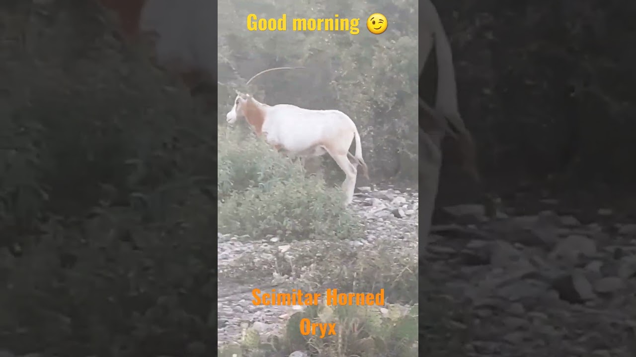 Scimitar Horned Oryx ! (Beautiful Animal!)