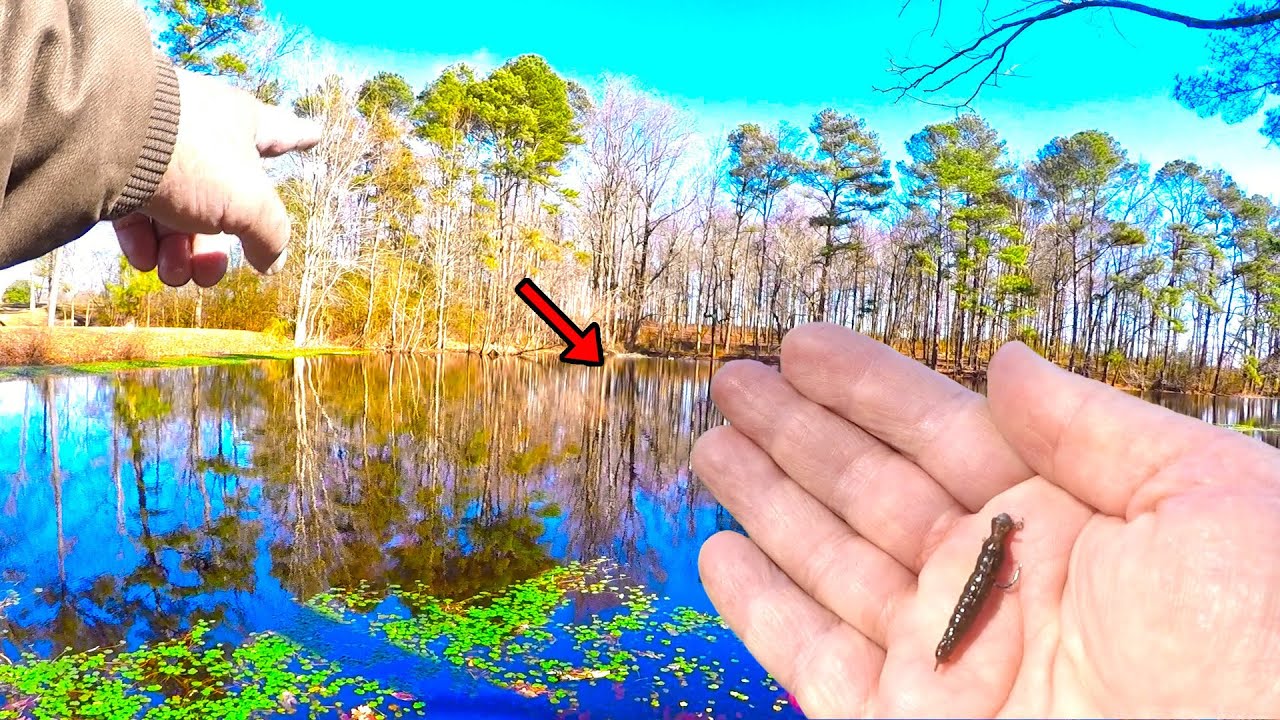 This Little Fishing Bait Will DOMINATE Your Local Pond! (Bluegill Can't Resist)