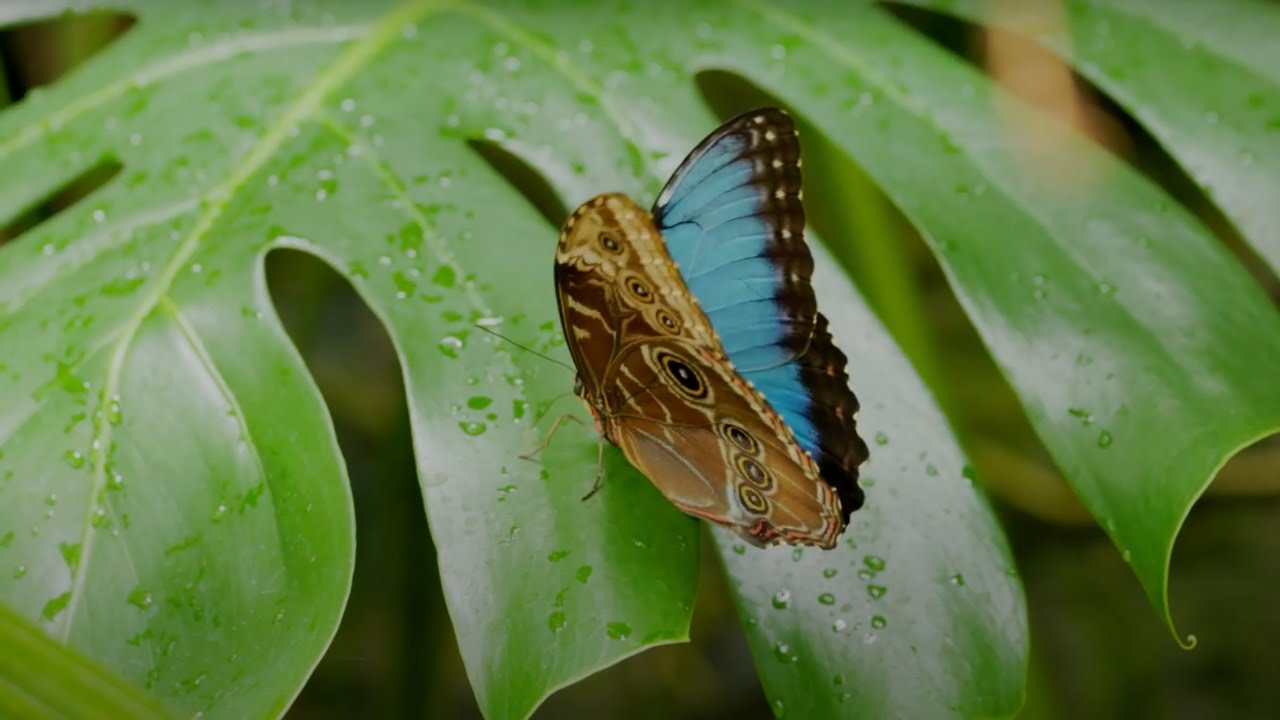 Discover Blue Morpho Butterflies