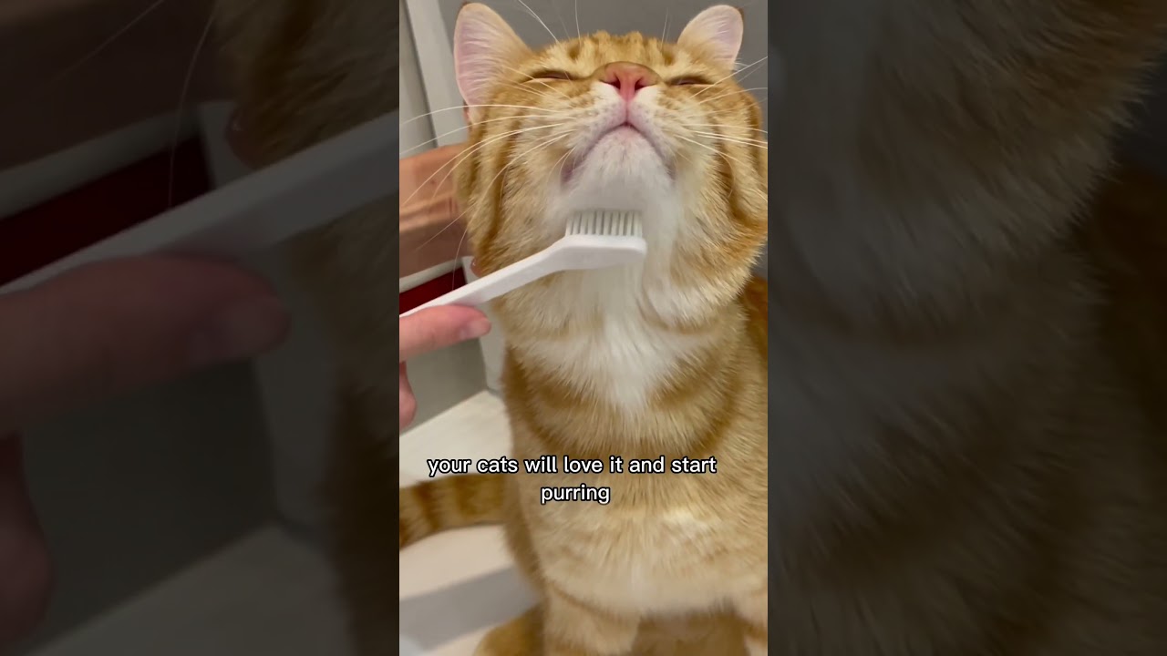 Tips for bonding with your cats #cat #cats #shorts