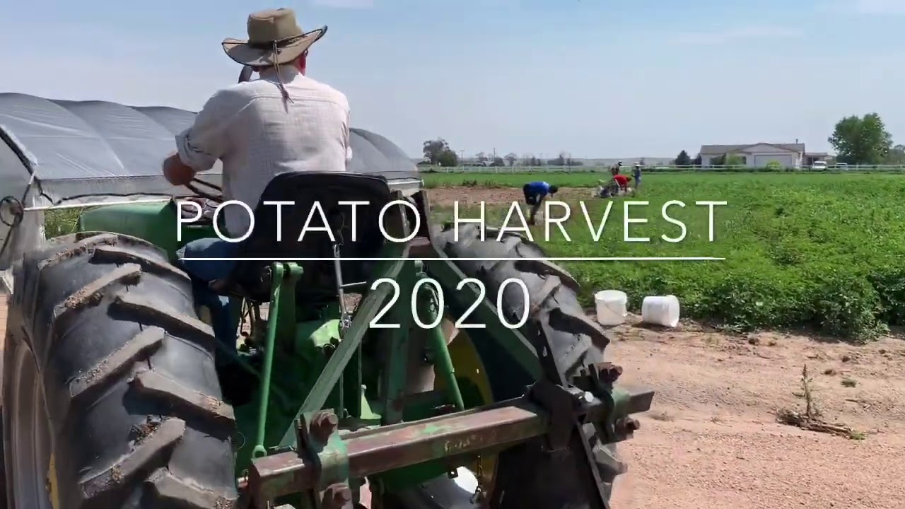 Harvesting potatoes by hand