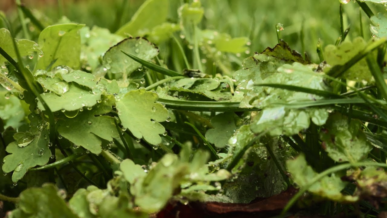 Early spring in the garden · New growth & birdsongs