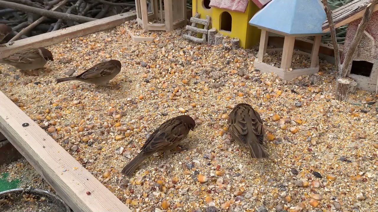 A Handful of Rice, and the Sparrows Came 🐦 | Pure Nature Healing-P260210-1