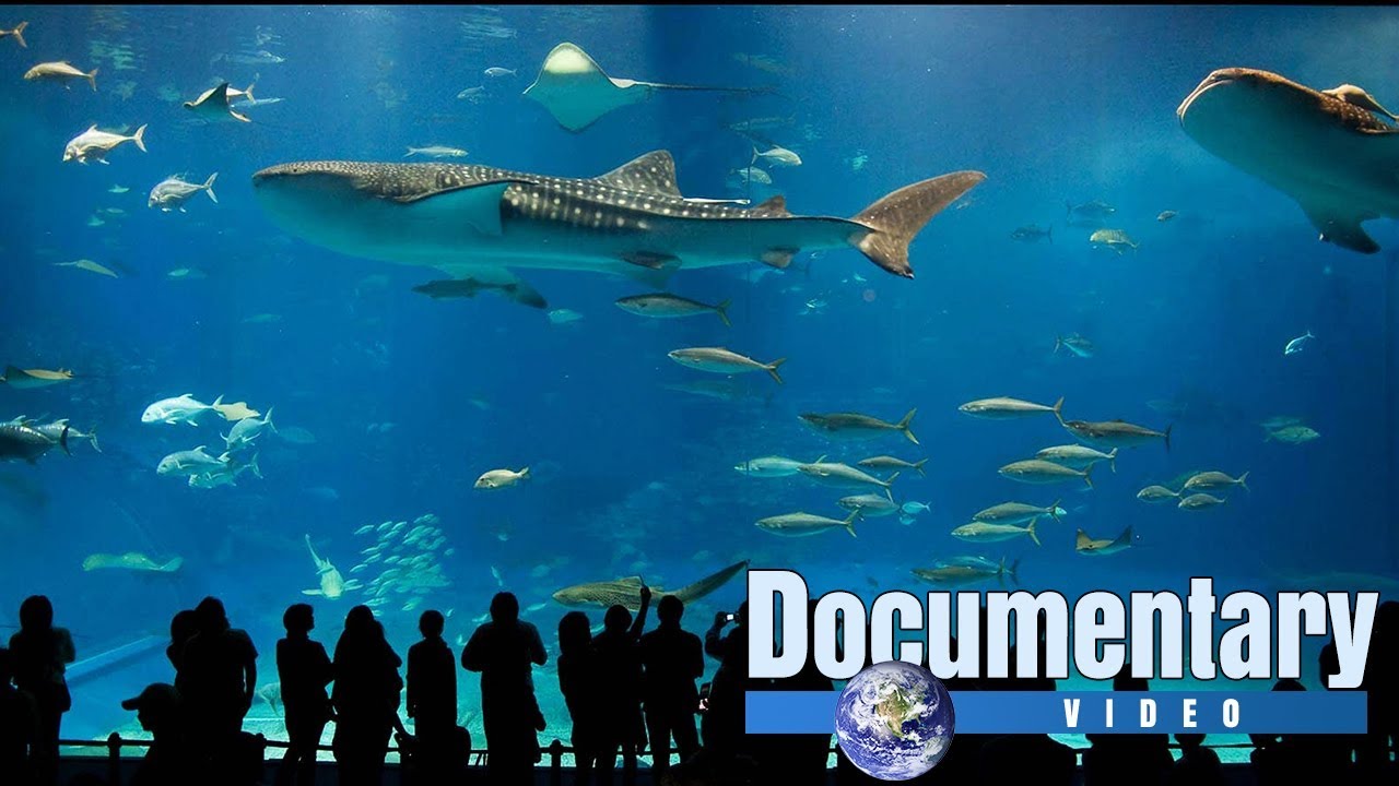 Water World Aquarium documentary