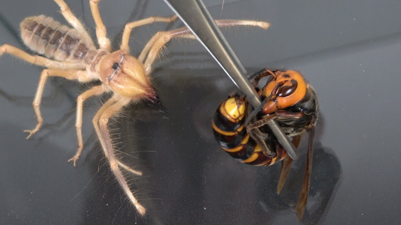 ヤバい虫にオオスズメバチを与える
