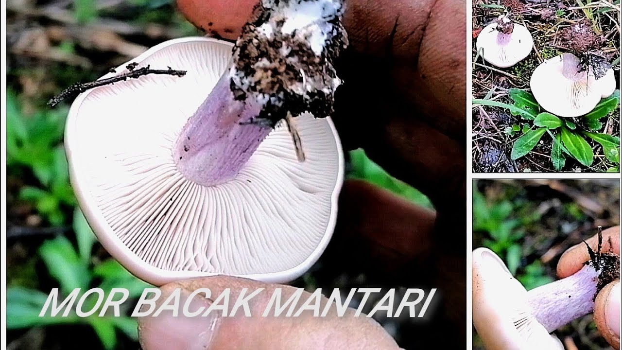 Mor bacak mantarı, Lepista personata, Mantar toplama videoları, Mantar &ccedil;eşitleri, Mantar t&uuml;rleri.