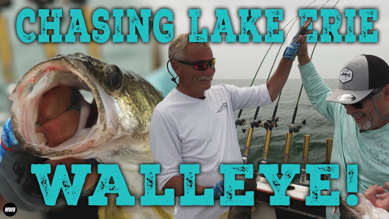 Lake Erie Walleyes on Crawler Harnesses