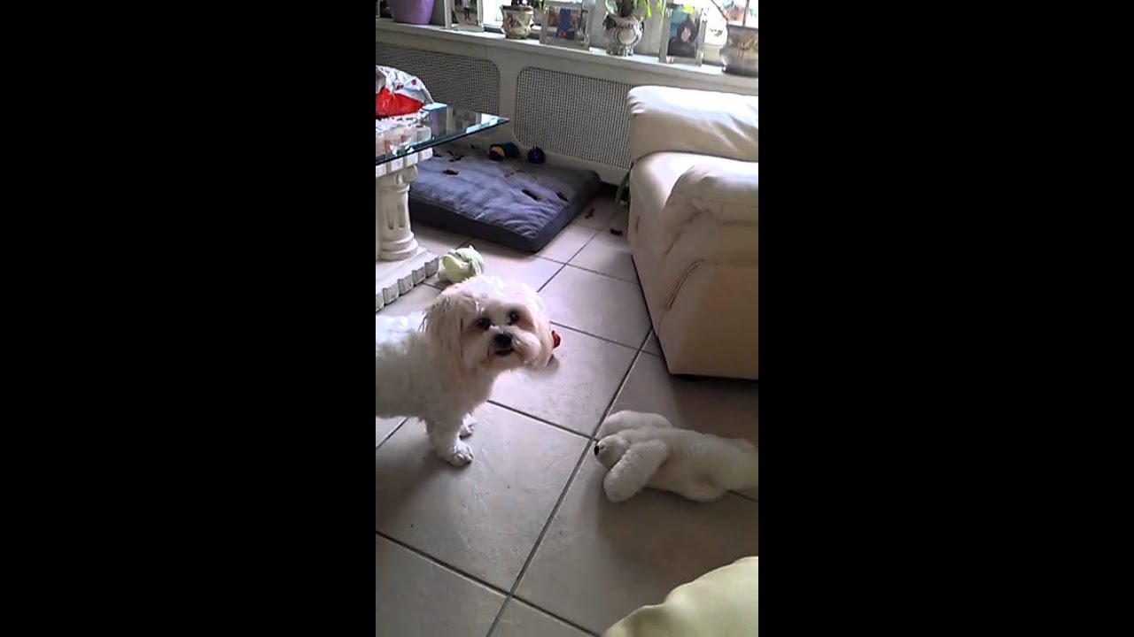 Troy met beesje