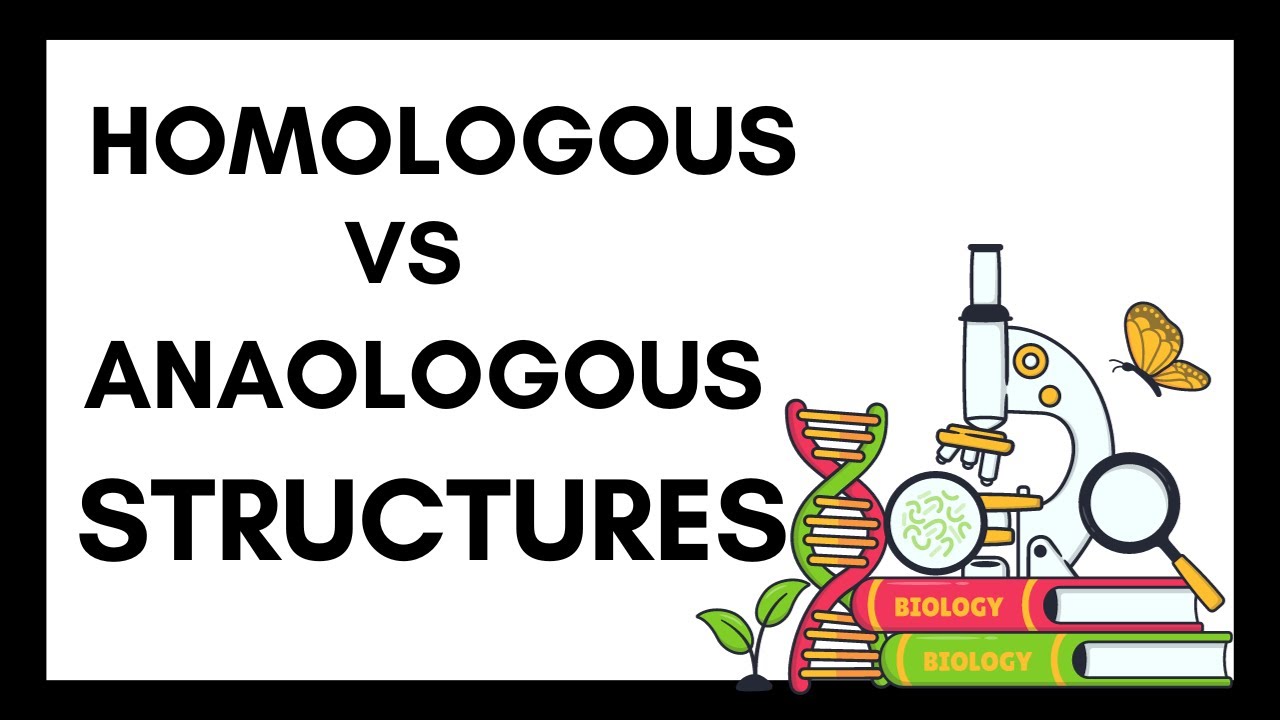 Homologous Structures vs Analogous Structures