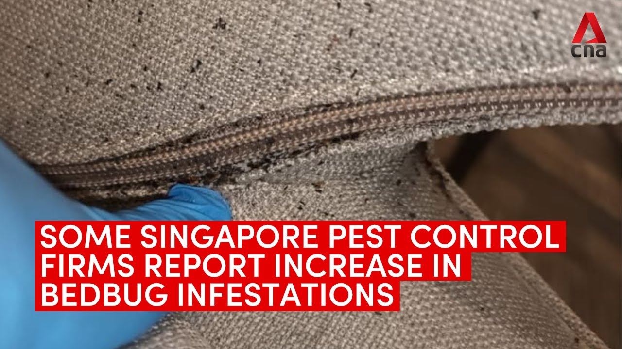 Bed bug infestations in Singapore expected to be worse than usual this post-holiday period