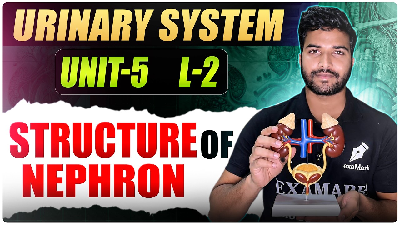Structure of Nephron|| L-2 ||Urinary System || Anatomy and Physiology|| BSC nursing 