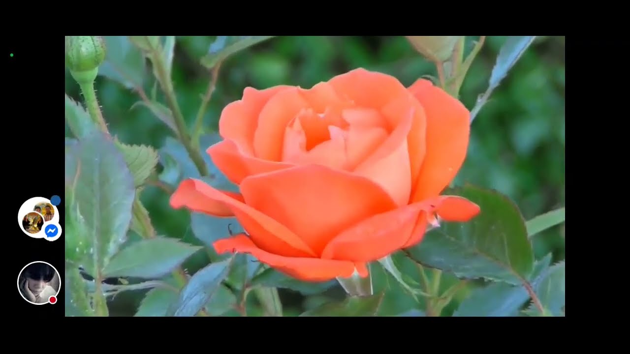 Merlie Mix Vlog is live! Beautiful and Colorfull flowers