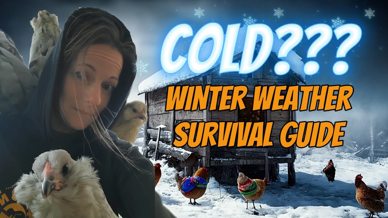 5 простых способов обеспечить уют курам этой зимой 🐔❄️