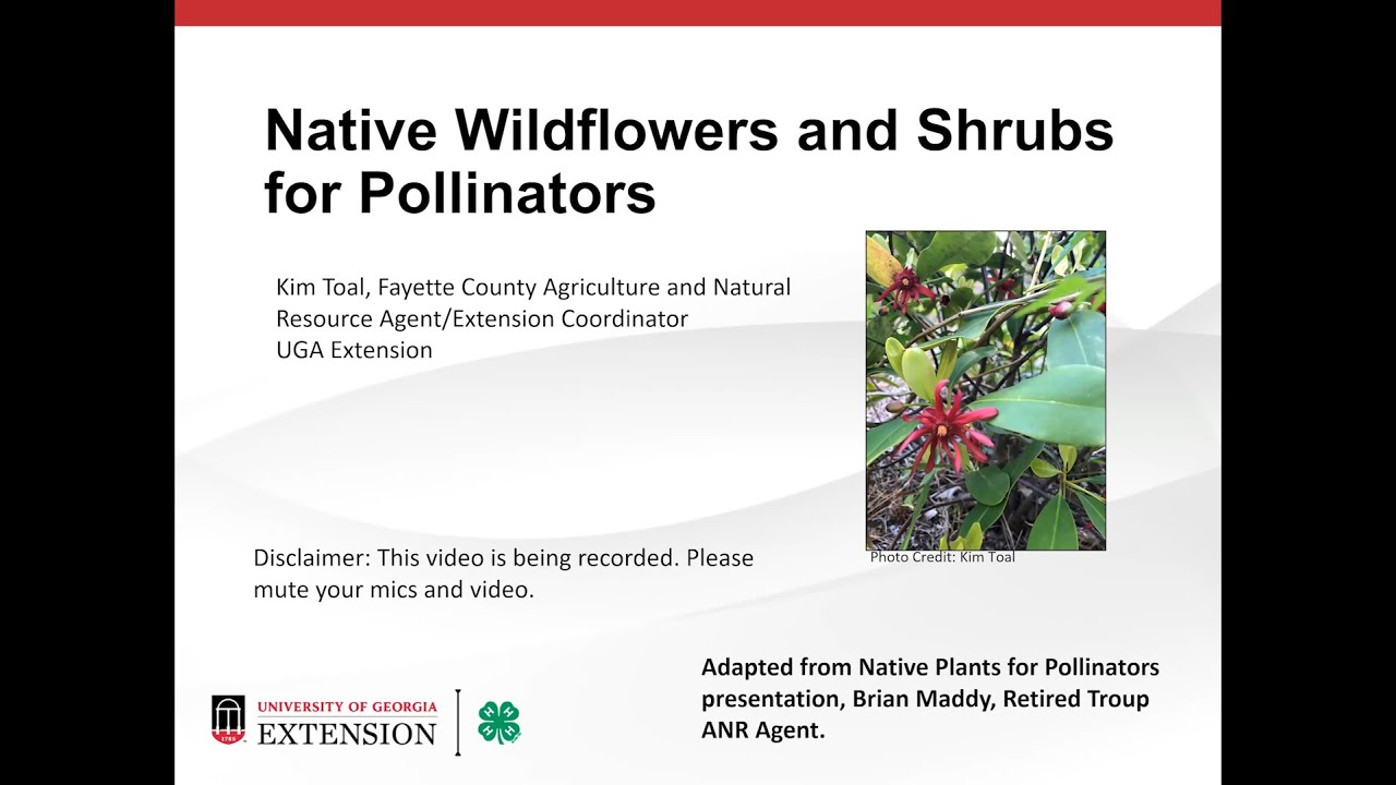 Native plants for pollinators