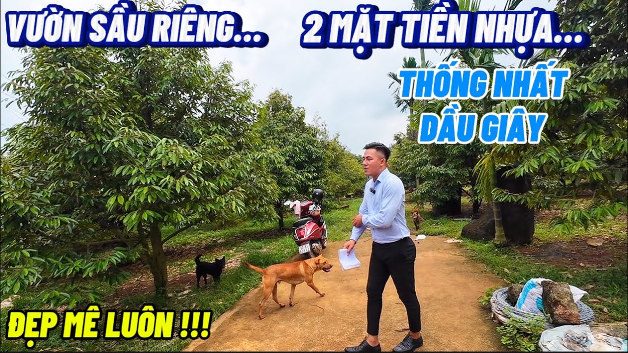 VƯỜN SẦU RIÊNG 2 MẶT TIỀN NHỰA THỐNG NHẤT DẦU GIÂY QUÁ ĐẸP 