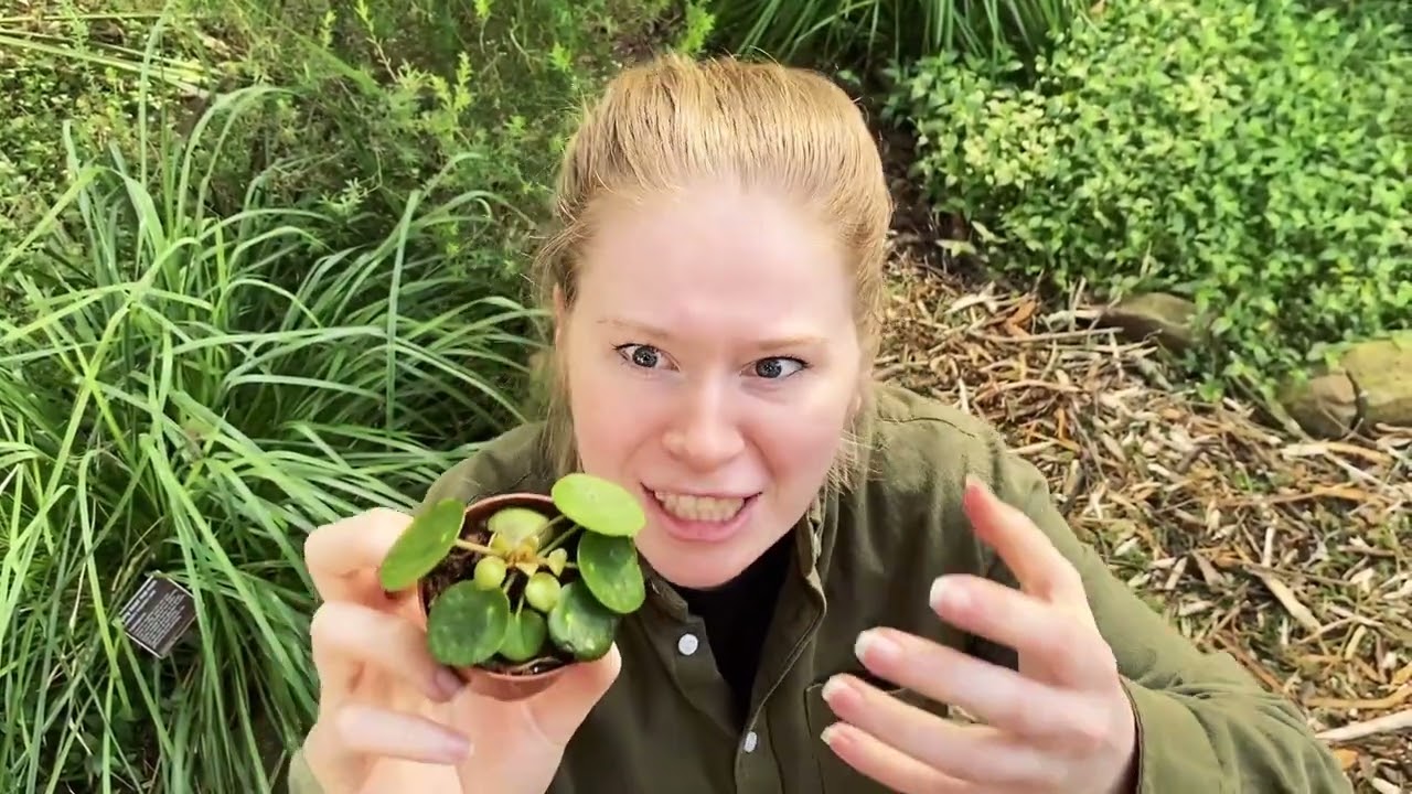 Destiny's Wilde Plantenshow