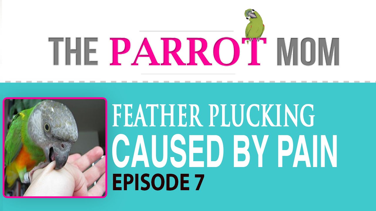 Feather Plucking pt 7: Pain