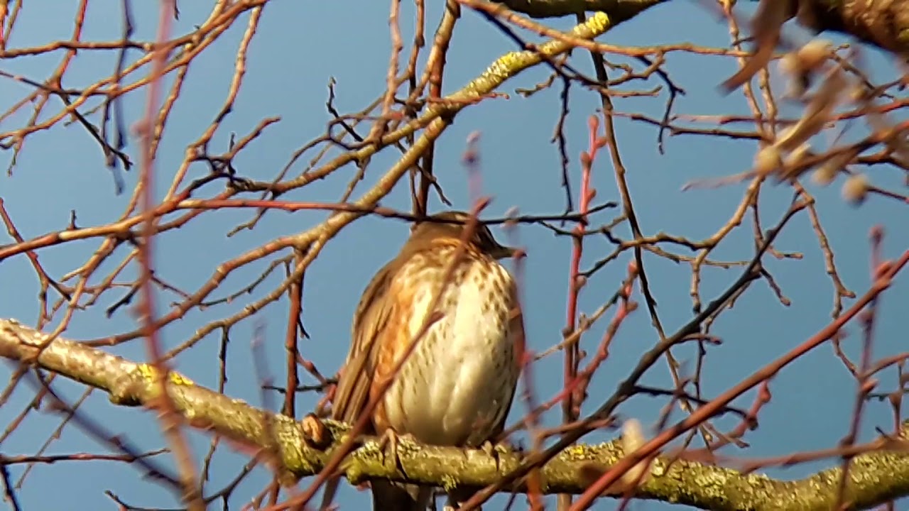 Grives mauvis (turdus iliacus)